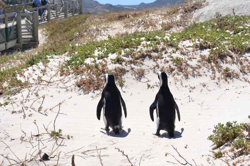 Sea View Zeezicht Bloubergstrand Blouberg Western Cape South Africa Penguin, Bird, Animal