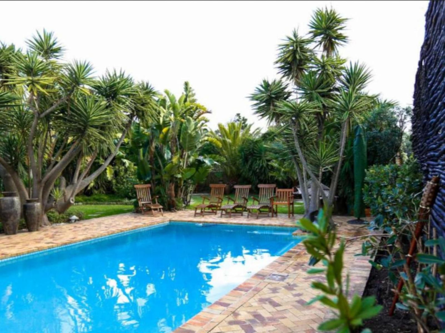 Secret Garden Guesthouse Bloubergstrand Blouberg Western Cape South Africa Complementary Colors, Palm Tree, Plant, Nature, Wood, Garden, Swimming Pool