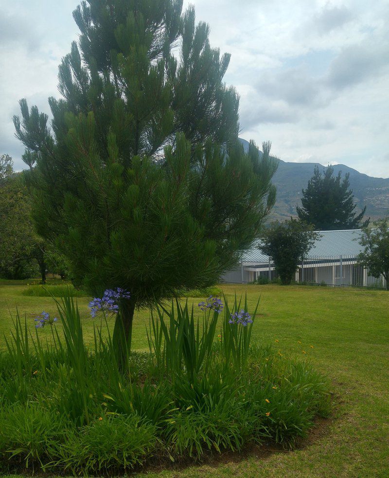 See View House Clarens Free State South Africa Plant, Nature, Tree, Wood, Highland
