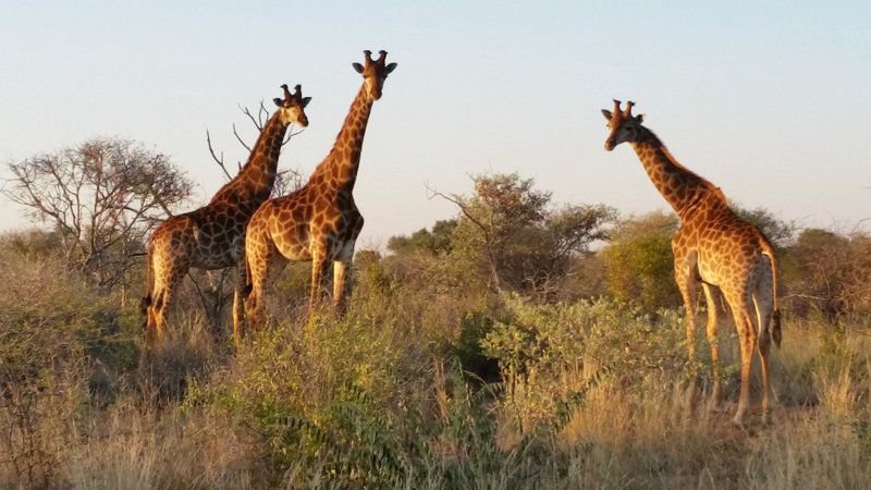 Segodi Game Lodge Lephalale Ellisras Limpopo Province South Africa Giraffe, Mammal, Animal, Herbivore