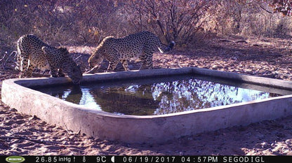 Segodi Game Lodge Lephalale Ellisras Limpopo Province South Africa Cheetah, Mammal, Animal, Big Cat, Predator