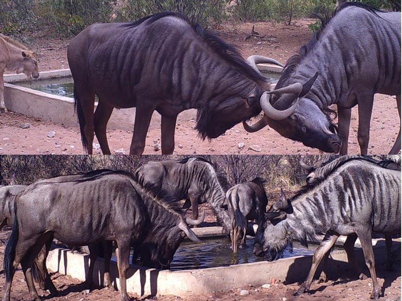 Segodi Game Lodge Lephalale Ellisras Limpopo Province South Africa Gnu, Mammal, Animal, Herbivore