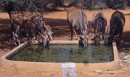 Segodi Game Lodge Lephalale Ellisras Limpopo Province South Africa Animal