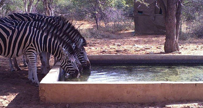 Segodi Game Lodge Lephalale Ellisras Limpopo Province South Africa Zebra, Mammal, Animal, Herbivore