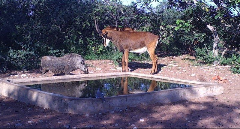 Segodi Game Lodge Lephalale Ellisras Limpopo Province South Africa Animal