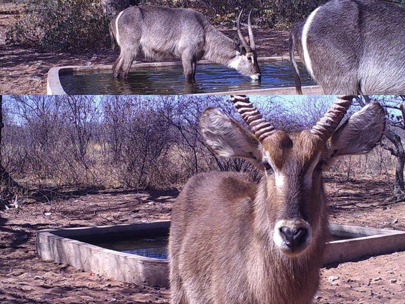 Segodi Game Lodge Lephalale Ellisras Limpopo Province South Africa Animal