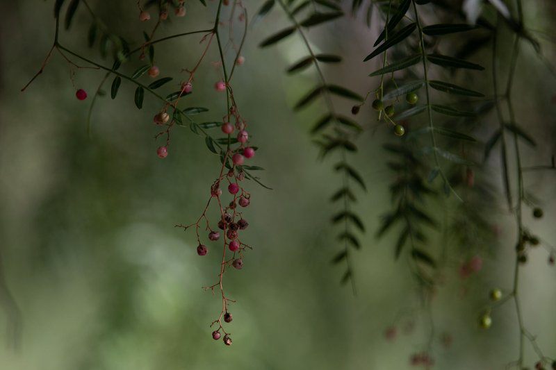 Seisoen Karoo Retreat Richmond Richmond Northern Cape Northern Cape South Africa Pine Needle, Plant, Nature, Bokeh