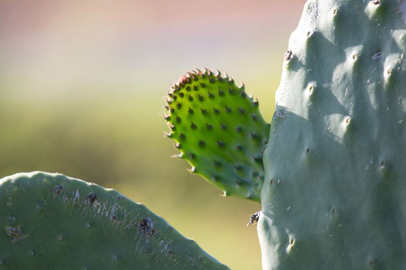 Seisoen Karoo Retreat Richmond Richmond Northern Cape Northern Cape South Africa Cactus, Plant, Nature, Fruit, Food