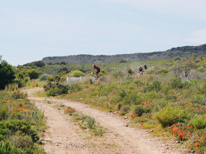 Sempurna Estate Mcgregor Western Cape South Africa Complementary Colors