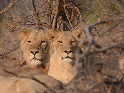 Senalala Safari Lodge, Sepia Tones, Lion, Mammal, Animal, Big Cat, Predator