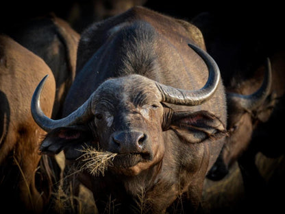 Senalala Safari Lodge, Water Buffalo, Mammal, Animal, Herbivore