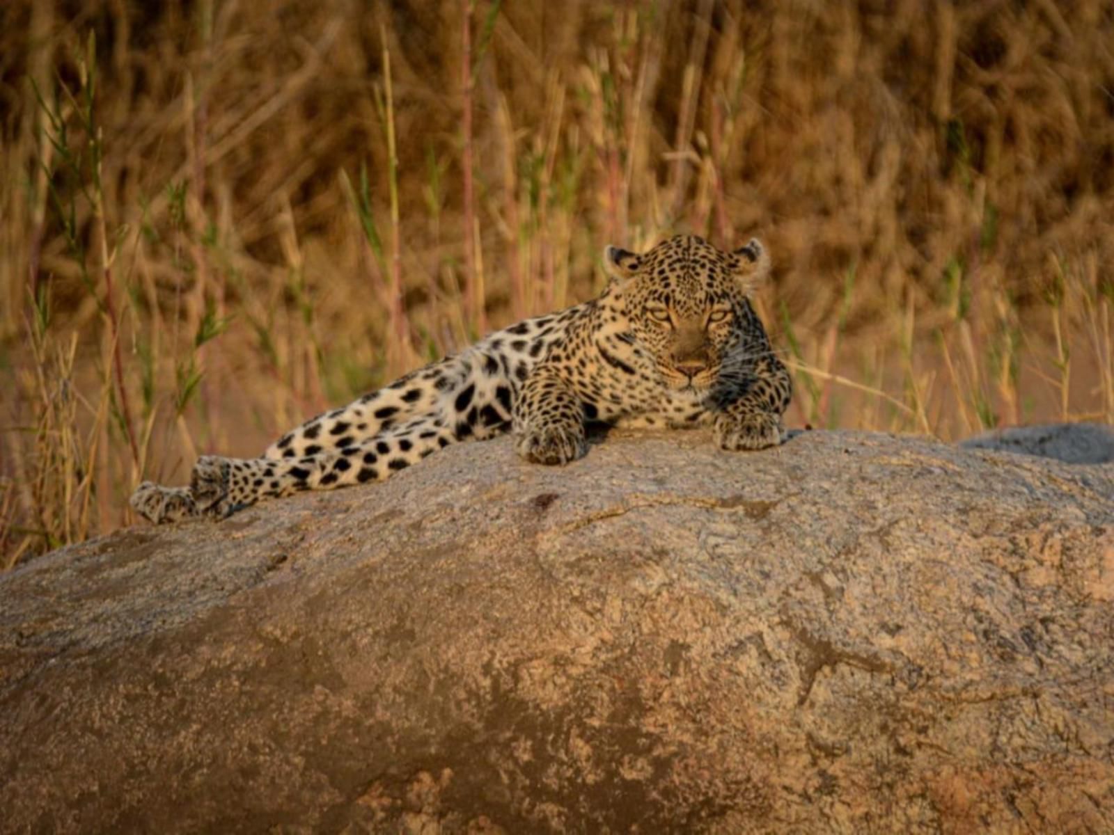 Senalala Safari Lodge, Sepia Tones, Leopard, Mammal, Animal, Big Cat, Predator