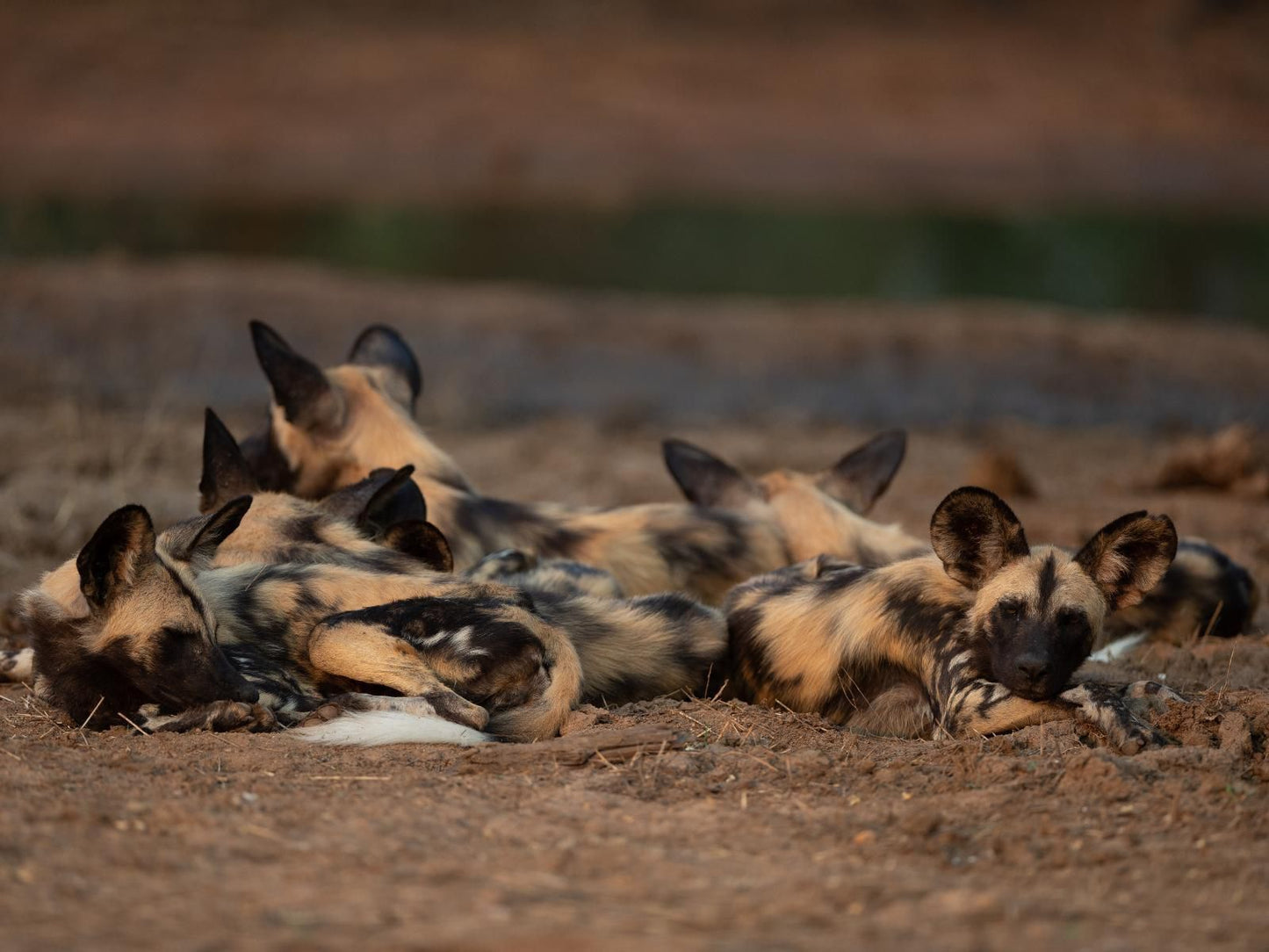 Senalala Safari Lodge, Animal