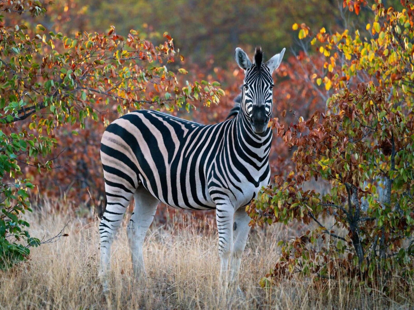 Senalala Safari Lodge, Zebra, Mammal, Animal, Herbivore