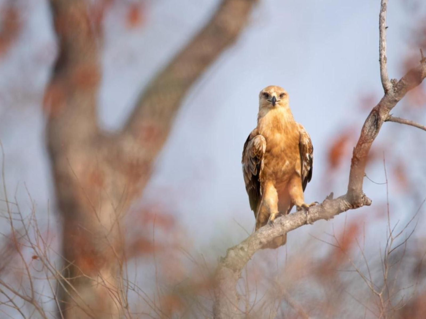 Senalala Safari Lodge, Hawk, Bird, Animal, Predator