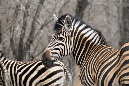 Seneca Marloth Park Mpumalanga South Africa Zebra, Mammal, Animal, Herbivore