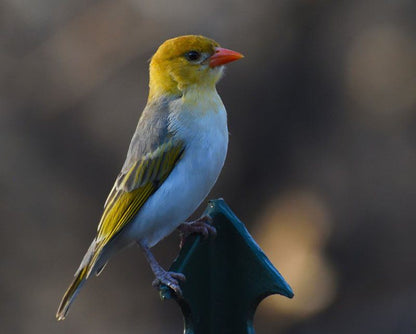 Seneca Marloth Park Mpumalanga South Africa Tit, Bird, Animal
