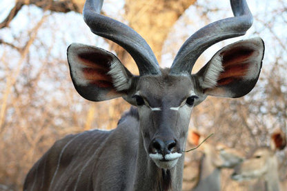 Seneca Marloth Park Mpumalanga South Africa Animal
