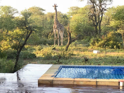 Serene Safari Lodges, Giraffe, Mammal, Animal, Herbivore