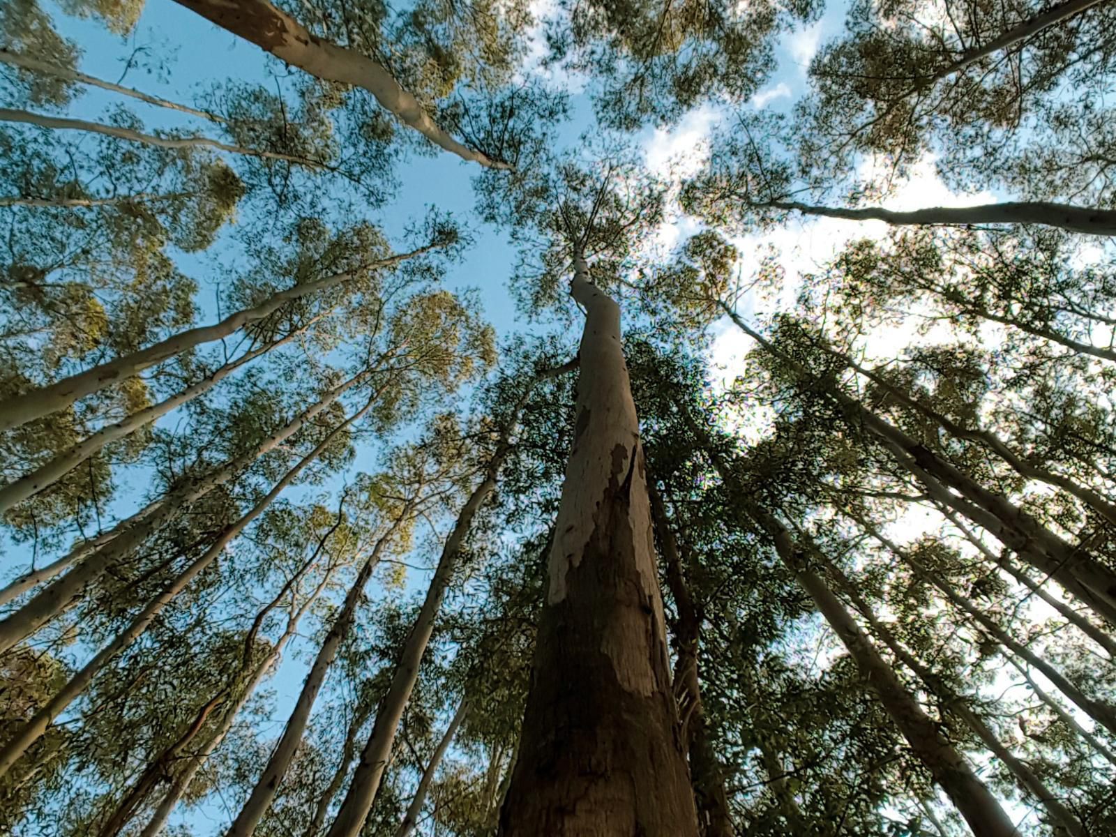 Serengeti Dullstroom Mpumalanga South Africa Forest, Nature, Plant, Tree, Wood