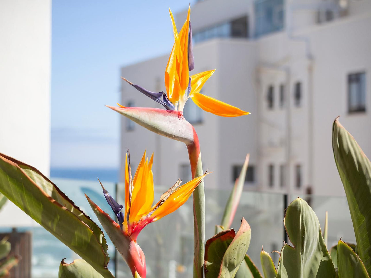 Serenity Bay Bantry Bay Cape Town Western Cape South Africa Complementary Colors, Plant, Nature