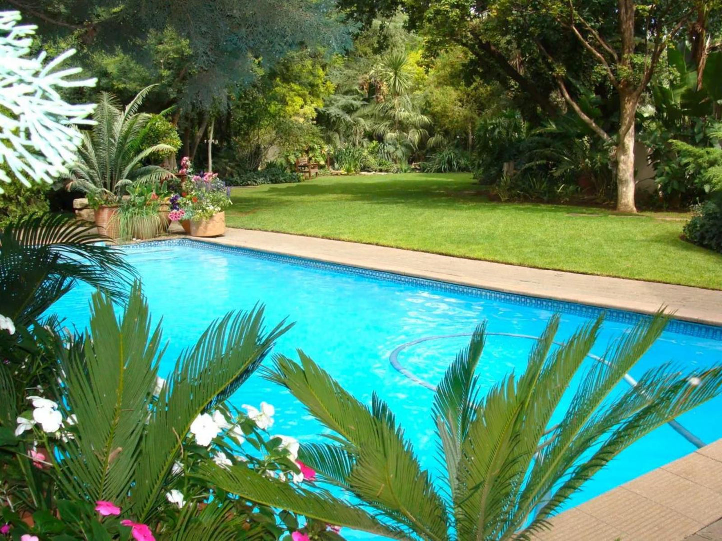 Serenity Green Guesthouse Welkom Free State South Africa Complementary Colors, Palm Tree, Plant, Nature, Wood, Garden, Swimming Pool