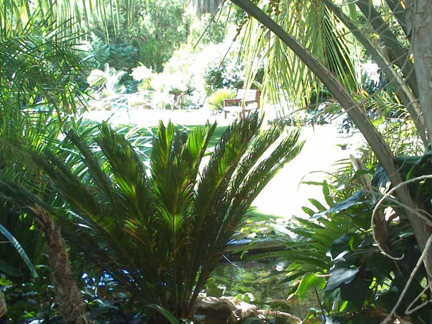 Serenity Green Guesthouse Welkom Free State South Africa Palm Tree, Plant, Nature, Wood, Garden