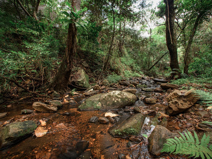 Serenity Mountain And Forest Lodge Malelane Mpumalanga South Africa Forest, Nature, Plant, Tree, Wood, River, Waters