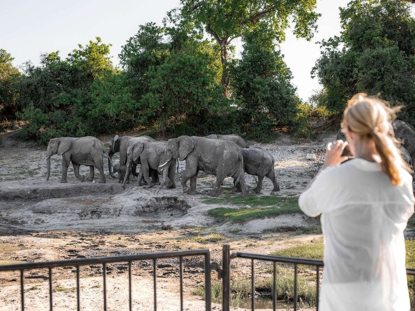 Serondela Lodge, Elephant, Mammal, Animal, Herbivore, Person