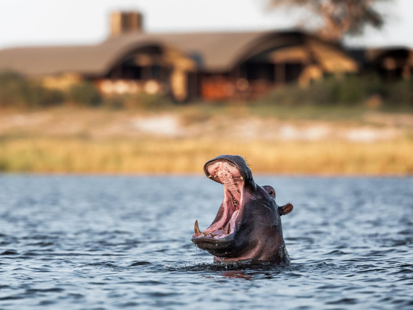 Serondela Lodge, Hippo, Mammal, Animal, Herbivore