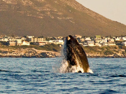 Serrulata House Vermont Za Hermanus Western Cape South Africa Whale, Marine Animal, Animal