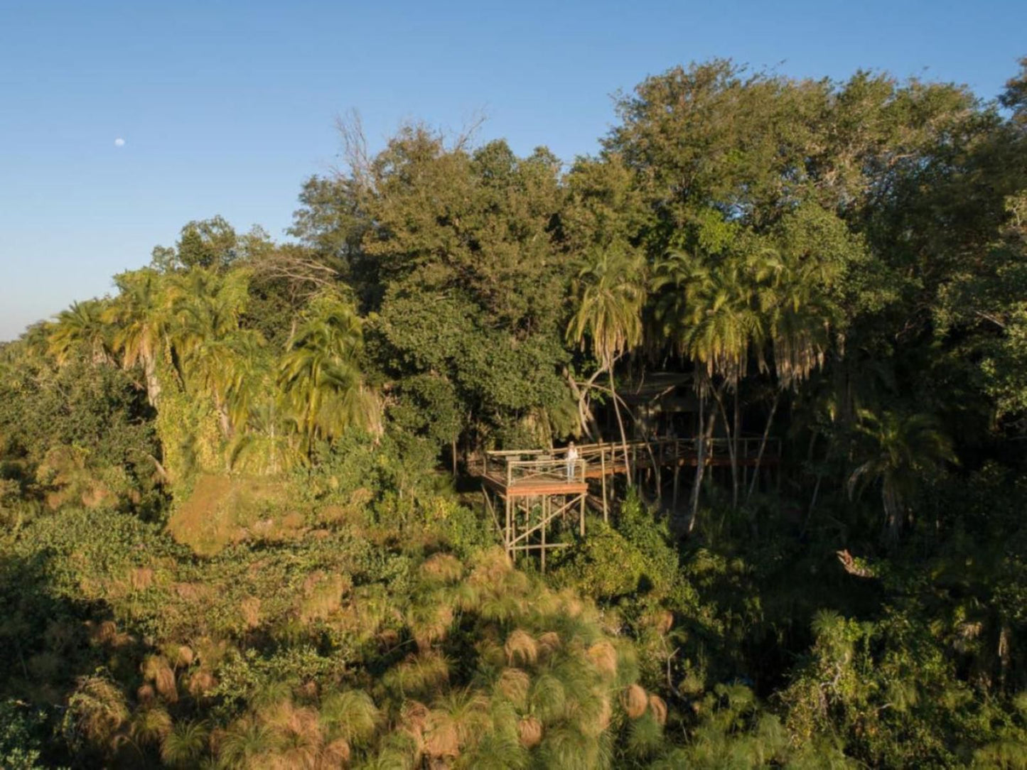 Setari Camp, Forest, Nature, Plant, Tree, Wood, Palm Tree