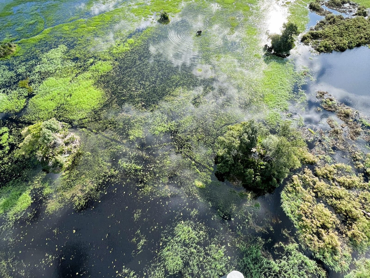 Setari Camp, Forest, Nature, Plant, Tree, Wood, River, Waters, Aerial Photography