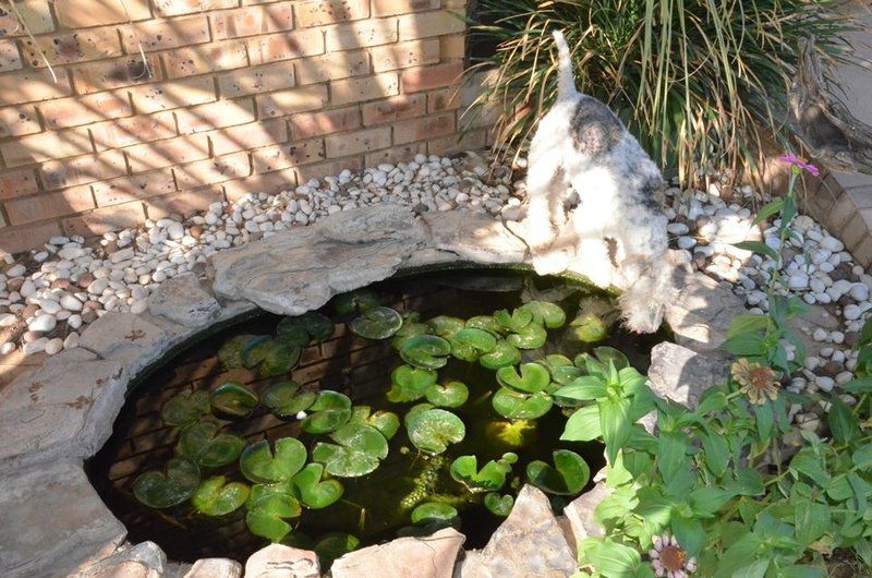 Setlhare Guest Lodge Ganyesa North West Province South Africa Frog, Amphibian, Animal, Lake, Nature, Waters, Reptile, River, Garden, Plant