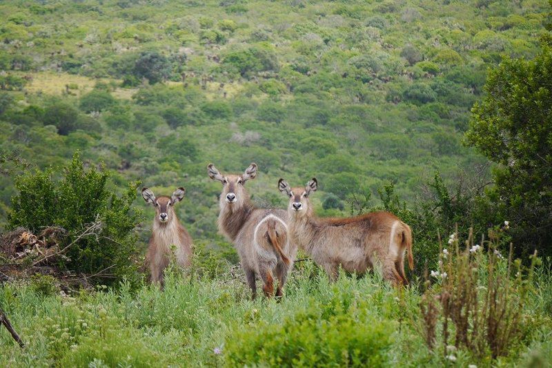 Settlers Rest Lodge Pumba Private Game Reserve Eastern Cape South Africa Animal