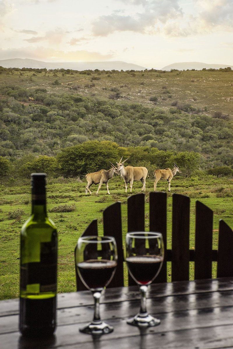 Settlers Rest Lodge Pumba Private Game Reserve Eastern Cape South Africa Wine, Drink, Animal