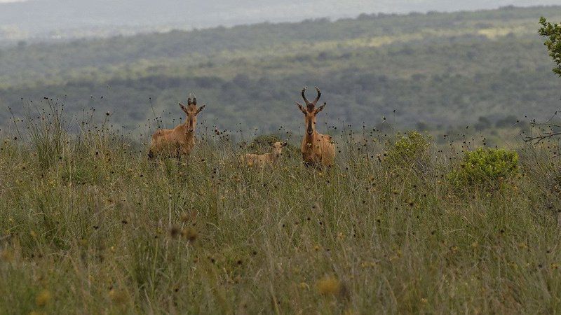 Settlers Rest Lodge Pumba Private Game Reserve Eastern Cape South Africa Deer, Mammal, Animal, Herbivore