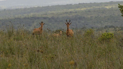 Settlers Rest Lodge Pumba Private Game Reserve Eastern Cape South Africa Deer, Mammal, Animal, Herbivore