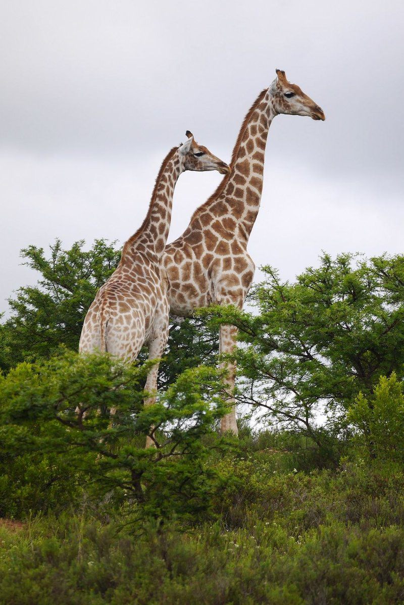 Settlers Rest Lodge Pumba Private Game Reserve Eastern Cape South Africa Giraffe, Mammal, Animal, Herbivore