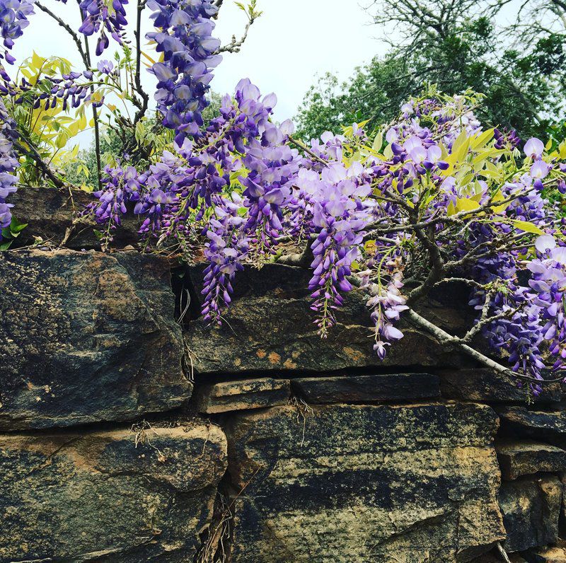 Seven Fountains Farm Grahamstown Eastern Cape South Africa Blossom, Plant, Nature