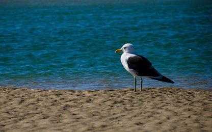 St Francis E S Cape St Francis Bay Eastern Cape South Africa Seagull, Bird, Animal, Beach, Nature, Sand
