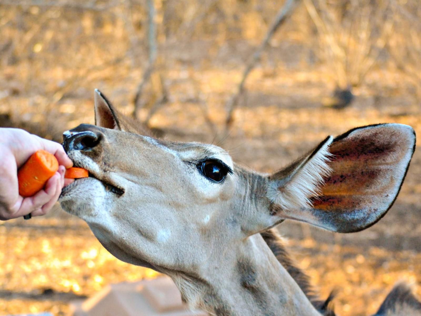 Shades Of Nature Marloth Park Mpumalanga South Africa Animal