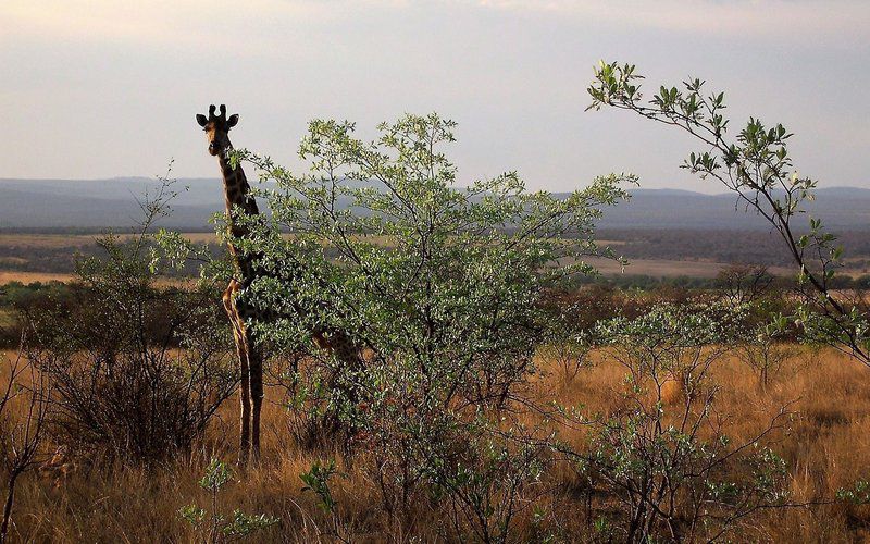 Shakati Private Game Reserve Vaalwater Limpopo Province South Africa Forest, Nature, Plant, Tree, Wood