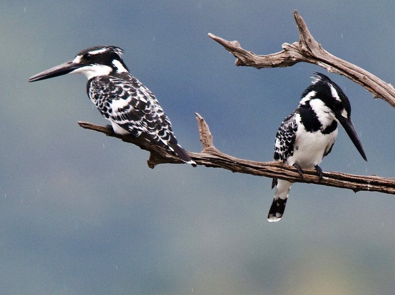 Shakati Private Game Reserve Vaalwater Limpopo Province South Africa Unsaturated, Kingfisher, Bird, Animal