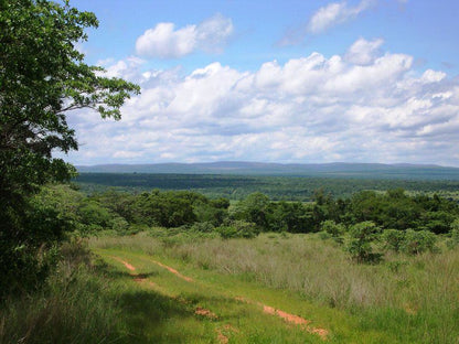 Shakati Private Game Reserve Vaalwater Limpopo Province South Africa Complementary Colors, Tree, Plant, Nature, Wood, Lowland