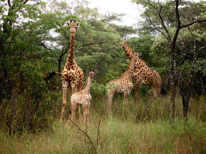 Shakati Private Game Reserve Vaalwater Limpopo Province South Africa Giraffe, Mammal, Animal, Herbivore