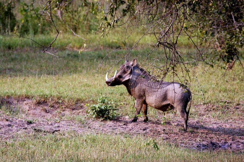 Shakati Private Game Reserve Vaalwater Limpopo Province South Africa Animal