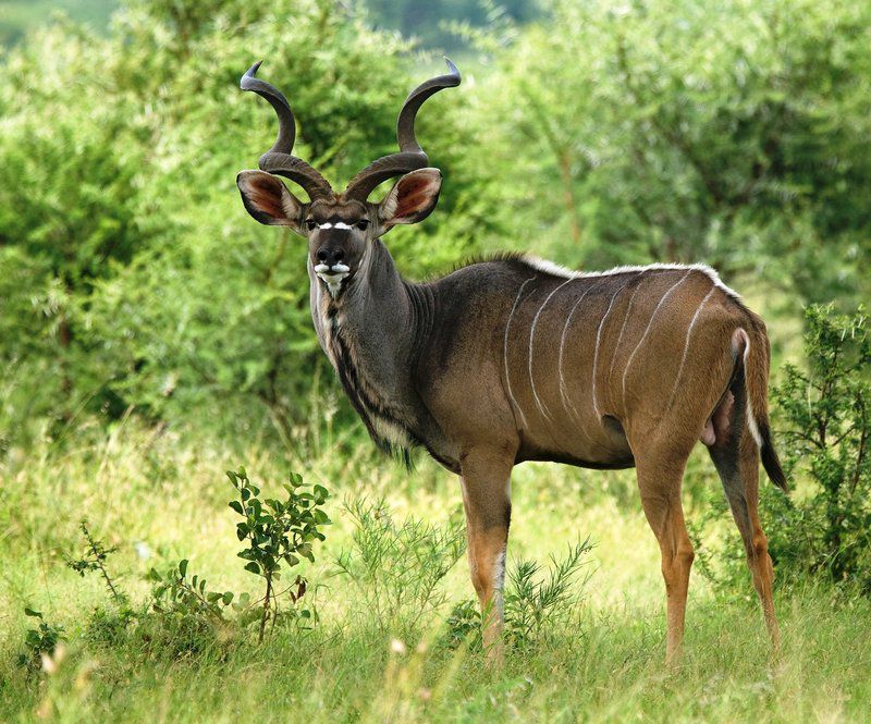 Shakati Private Game Reserve Vaalwater Limpopo Province South Africa Animal