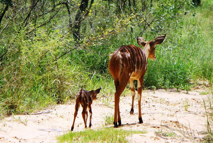 Shakati Private Game Reserve Vaalwater Limpopo Province South Africa Animal