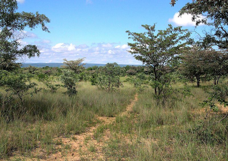 Shakati Private Game Reserve Vaalwater Limpopo Province South Africa Complementary Colors, Tree, Plant, Nature, Wood, Lowland